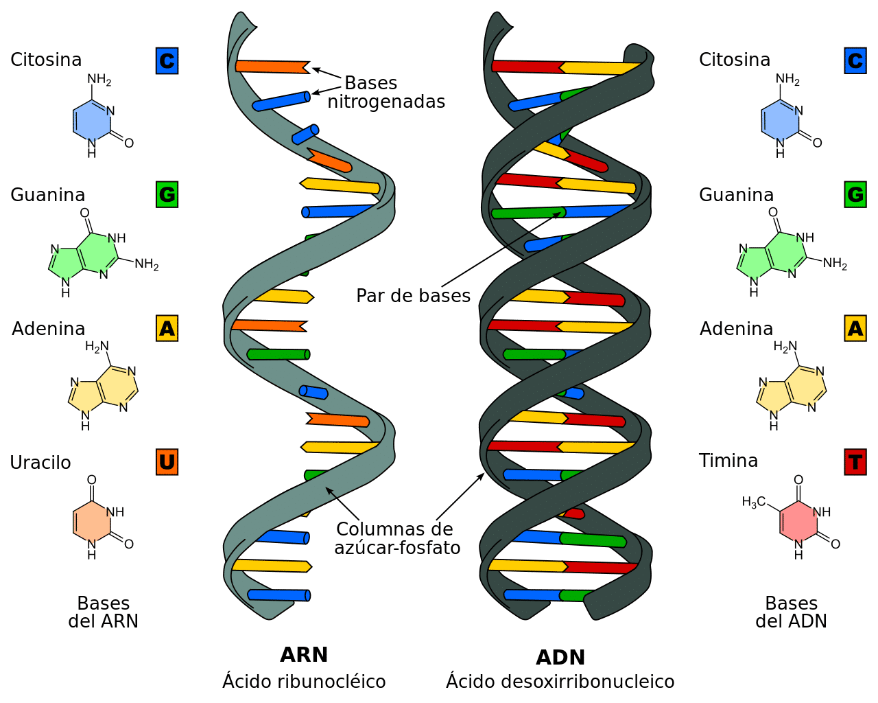 Estructura del ADN y ARN